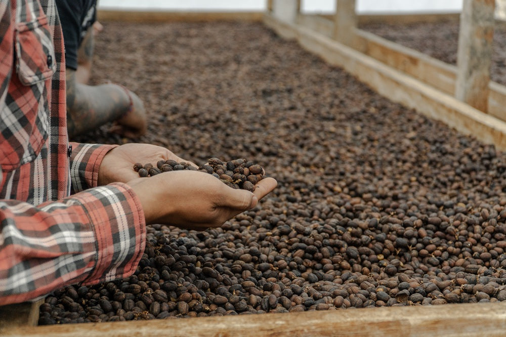 Supplier Kopi Specialty untuk Cafe & Hotel di Bali