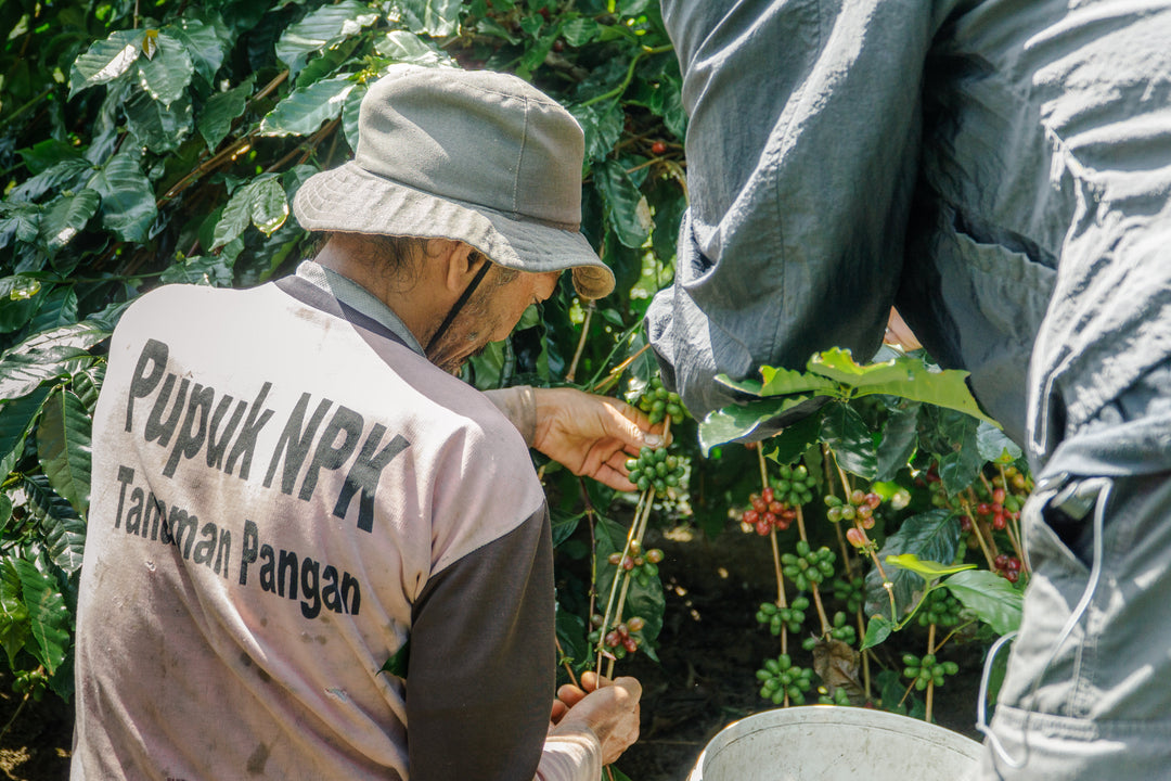 Kopi Toraja: Karakter, Ketinggian & Cara Menyeduhnya
