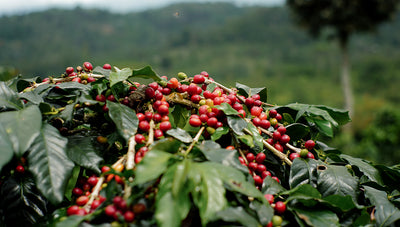 Arabica vs Robusta Coffee Beans: What Is The Difference?