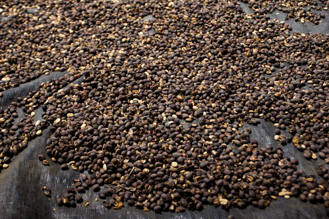 Kopi Kintamani: Rasa Khas dari Dataran Tinggi Bali
