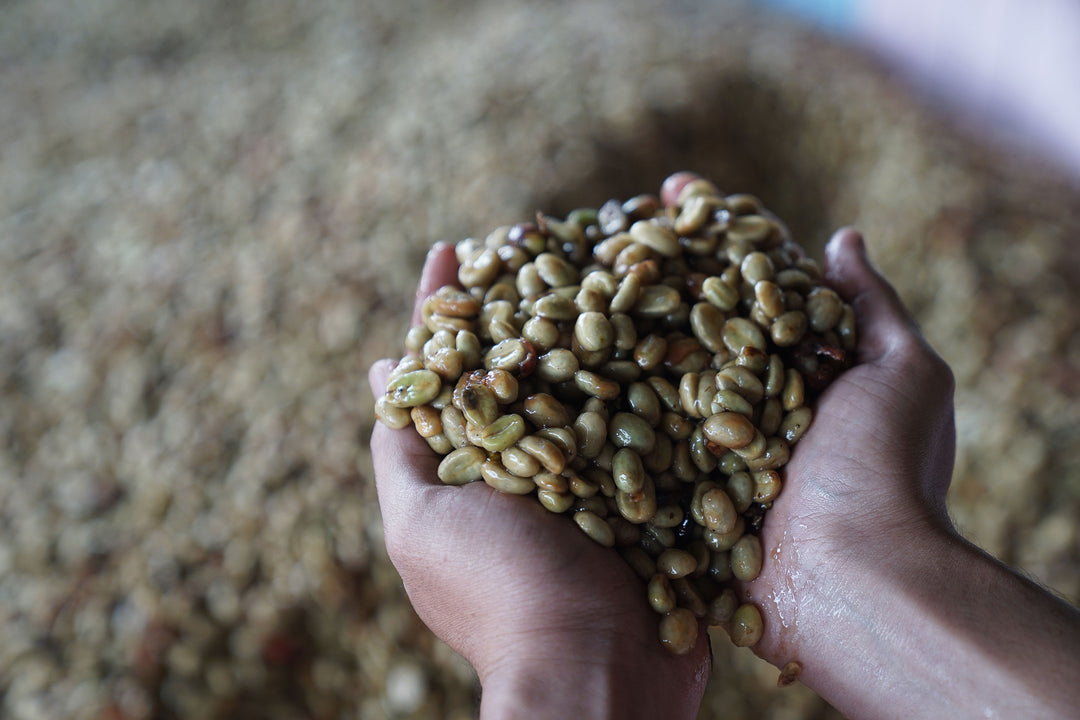 Who Are the Biggest Producers of Coffee: Top 20 Around the World
