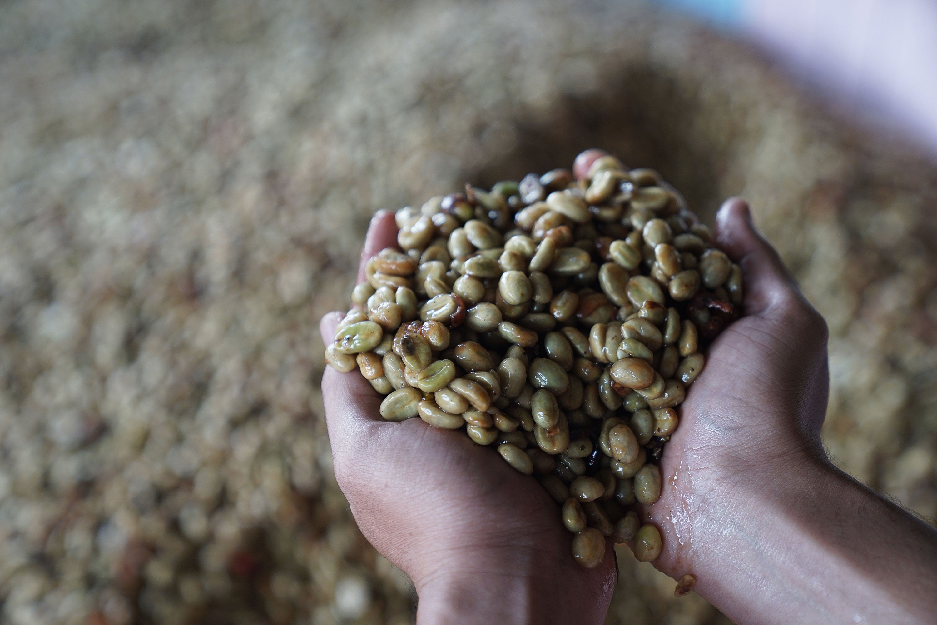 Who Are the Biggest Producers of Coffee: Top 20 Around the World